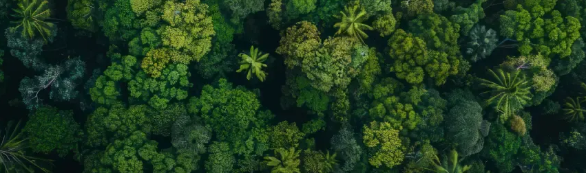 OAS Mobility Partnerschaft mit Plant-for-the-Planet für nachhaltiges Reisen